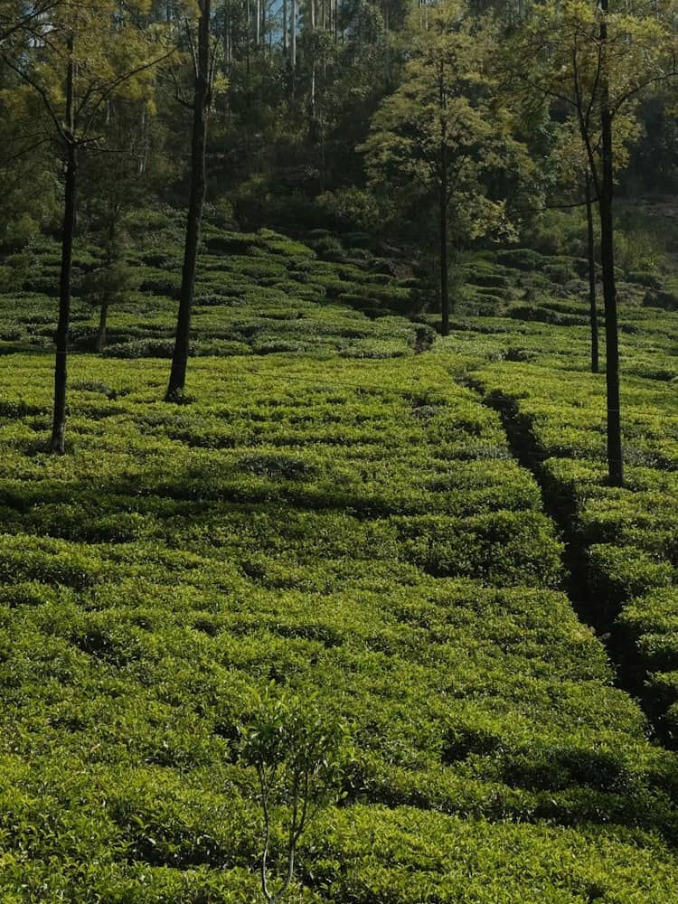 Organic tea plantation used for certified ingredient sourcing