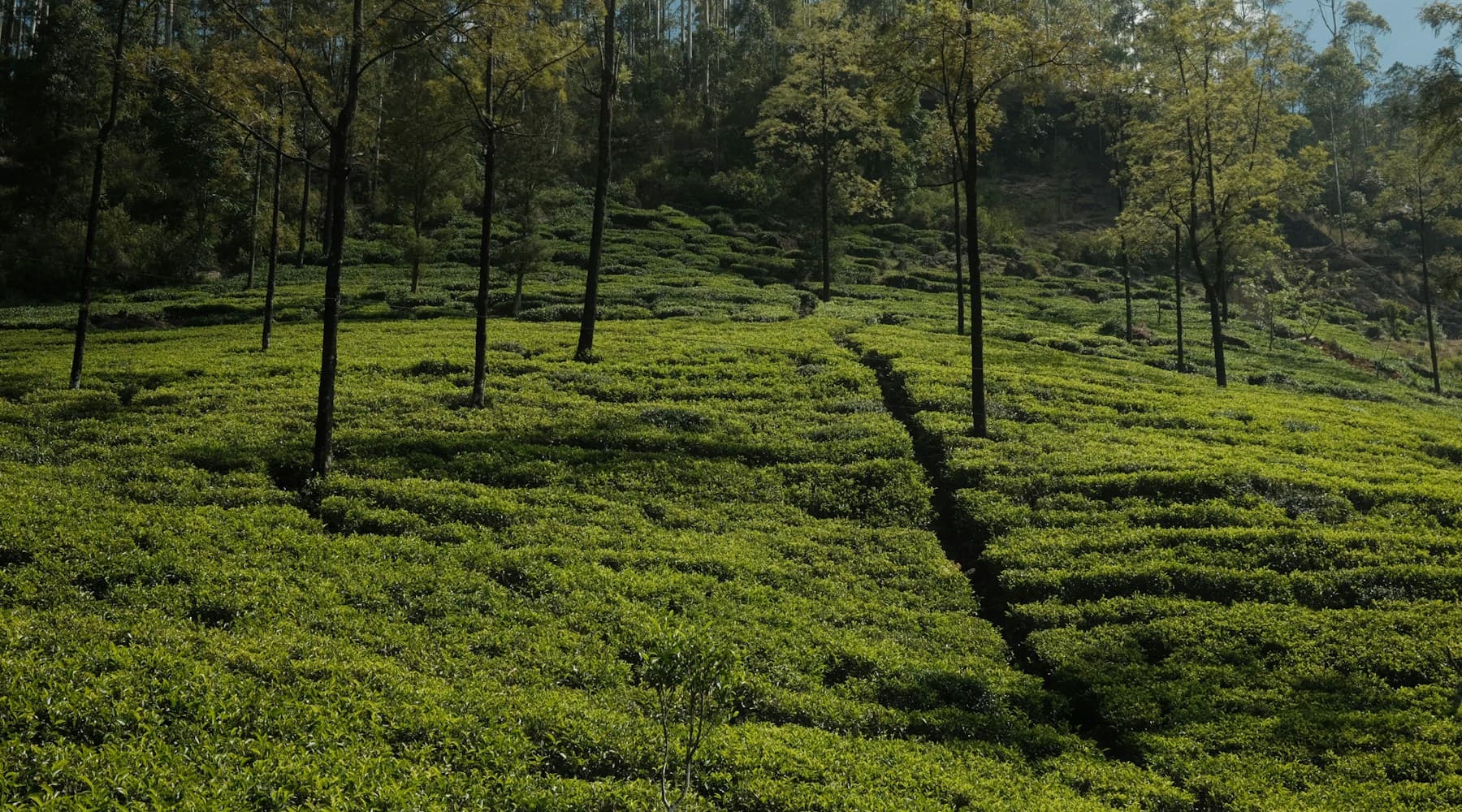 Organic tea plantation used for certified ingredient sourcing