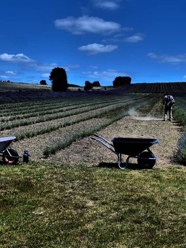 Certified organic herb harvest