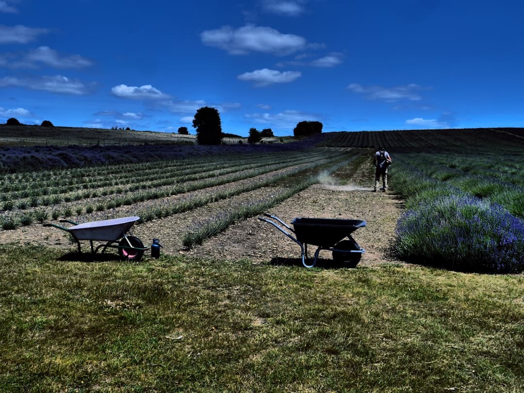 Certified organic herb harvest