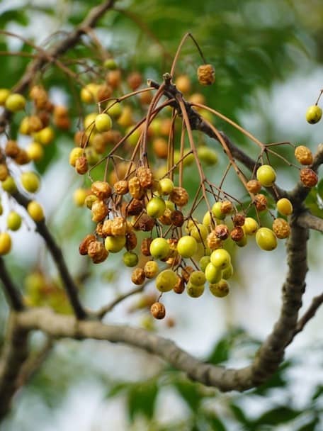 Organic herbs and botanicals