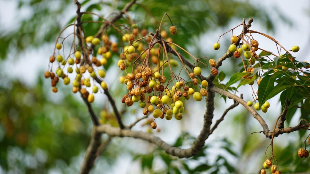 Organic herbs and botanicals