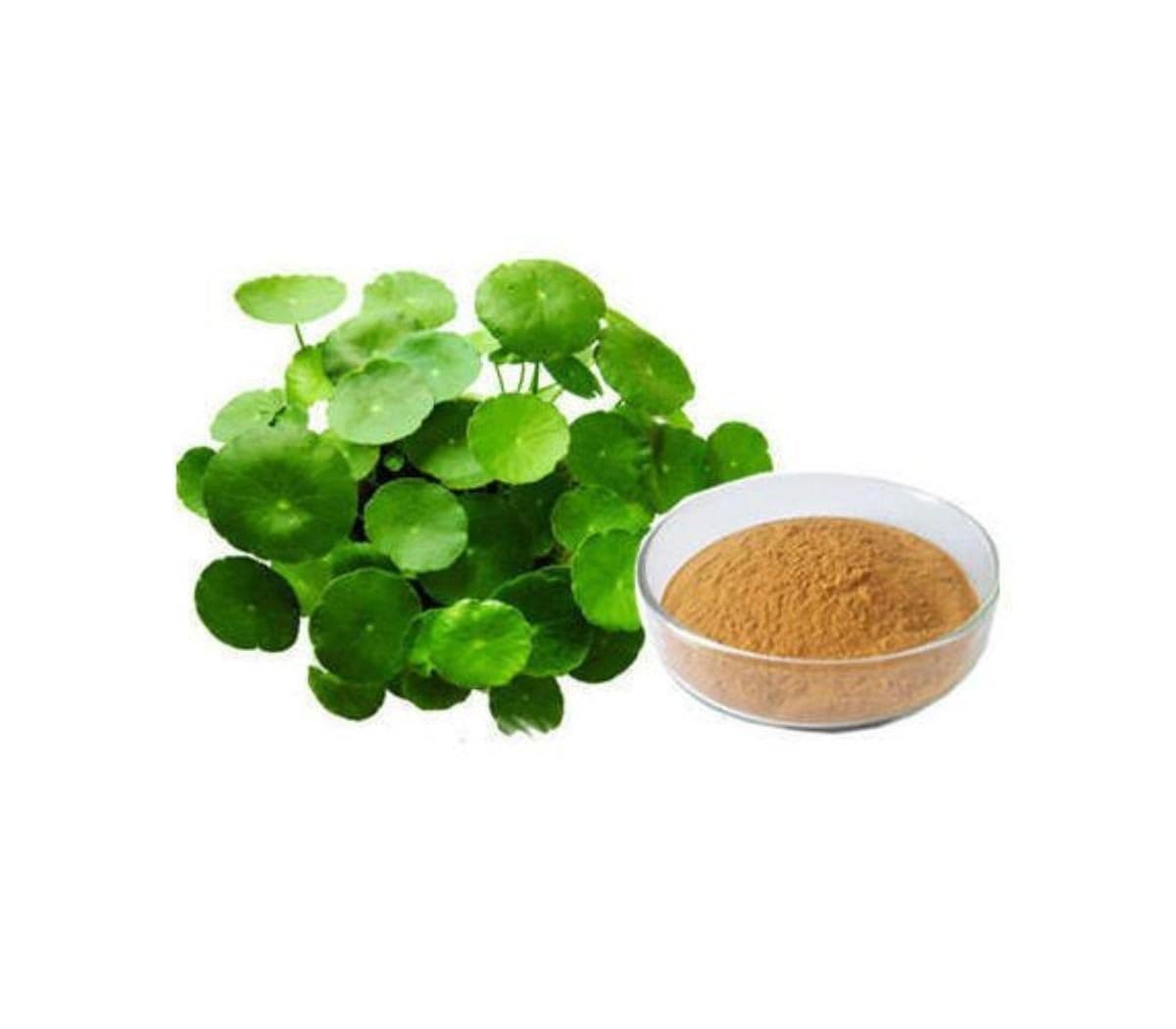Bacopa Monnieri