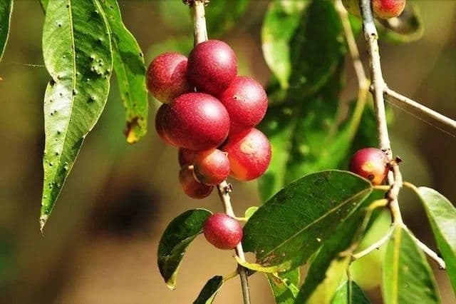 Camu Camu Powder
